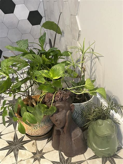 浴室種植物|適合浴室的 12 種植物